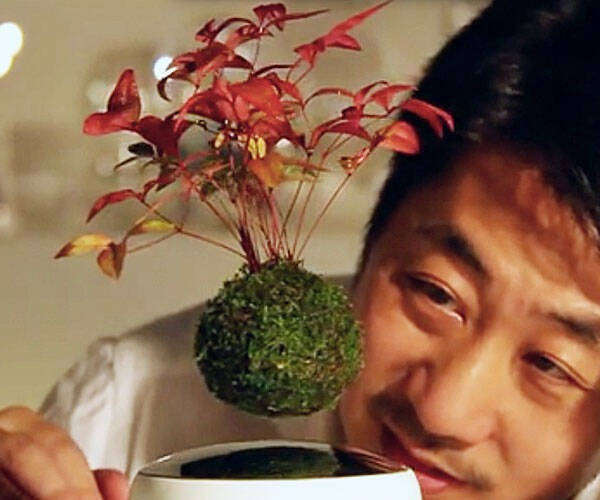 Floating Bonsai Tree