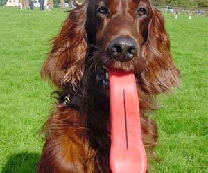 Giant Dog Tongue Chew Toy