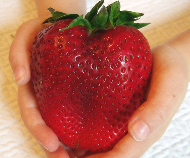 Giant Strawberry Seeds - coolthings.us