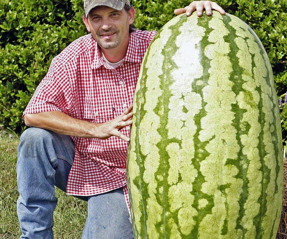 Giant Watermelon Seeds - //coolthings.us