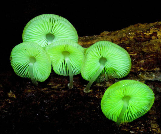 Glow In The Dark Mushrooms Kit - //coolthings.us