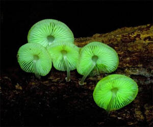 Glow-in-the-Dark Mushroom Garden - coolthings.us