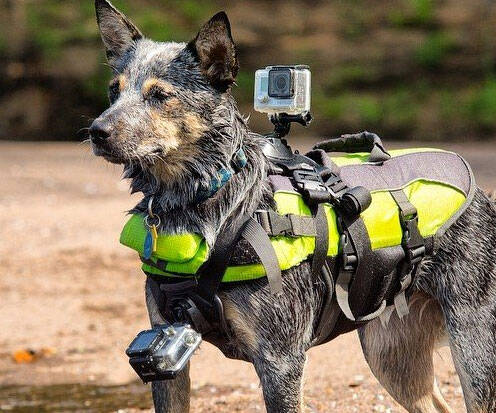 GoPro Dog Harness - //coolthings.us
