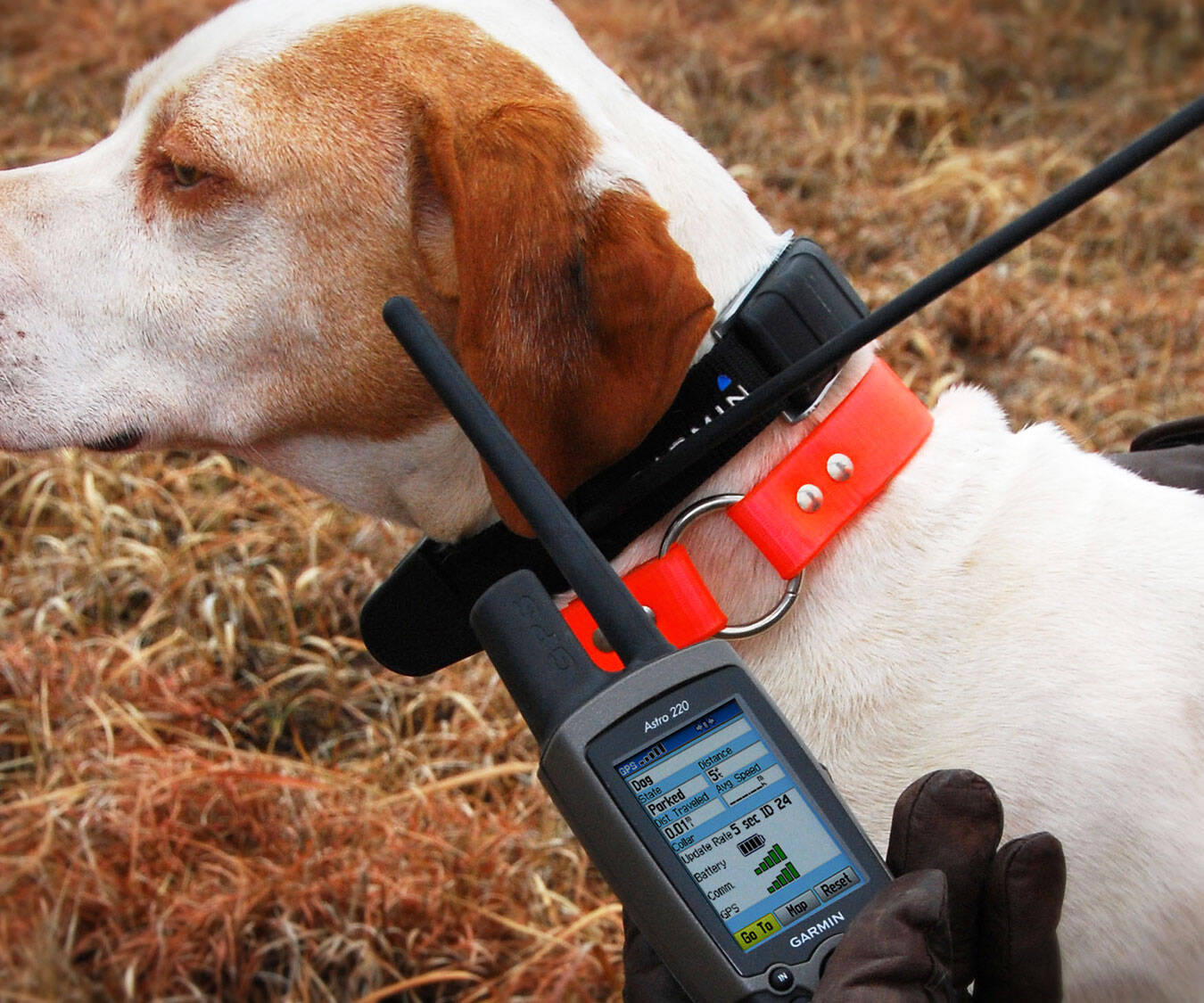 GPS Dog Collar - coolthings.us
