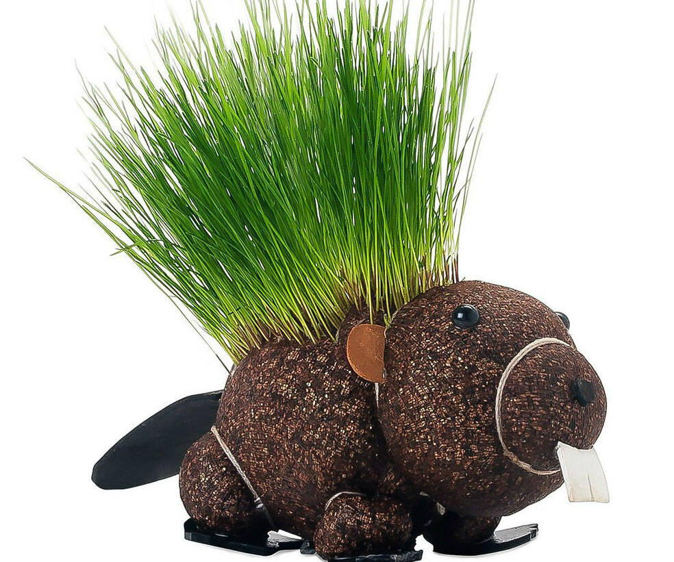 Grow Your Own Hairy Beaver