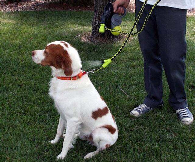 Cool Down Doggie Misting Leash