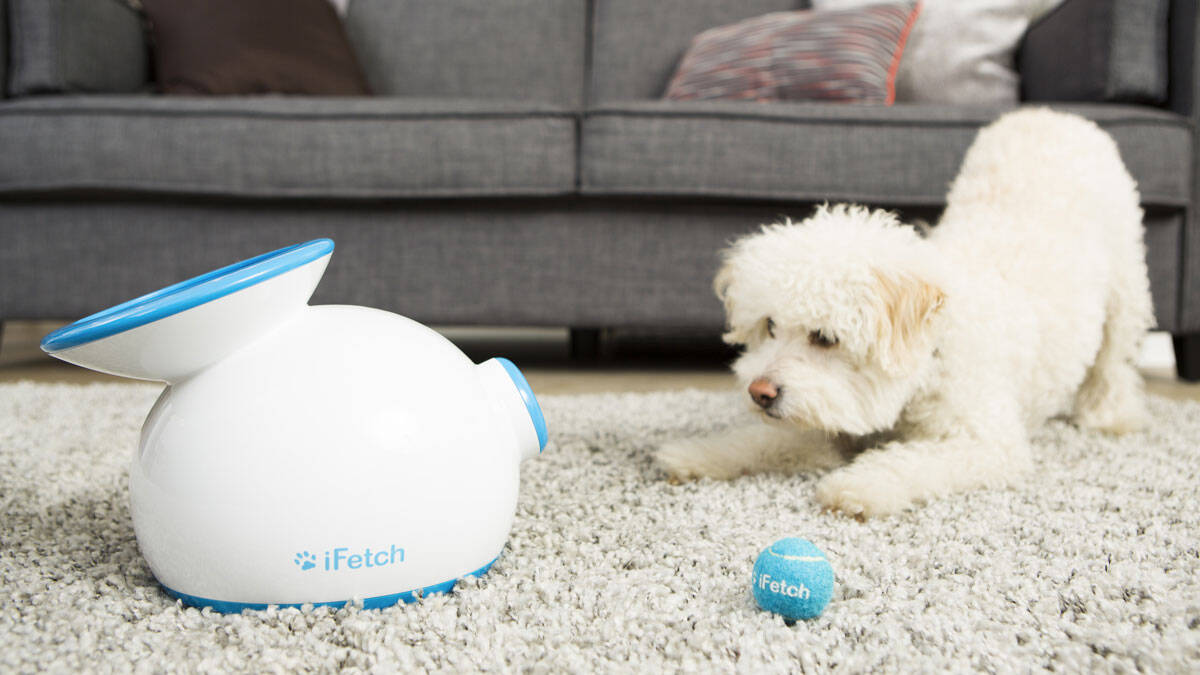 iFetch Automatic Ball Launcher - coolthings.us