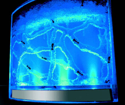 Illuminated Ant Farm