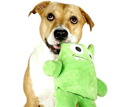 Indestructible Dog Toys - coolthings.us