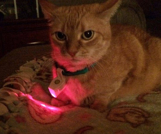 Laser Pet Collar - coolthings.us