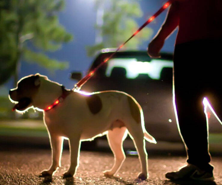 Light Up Dog Leashes
