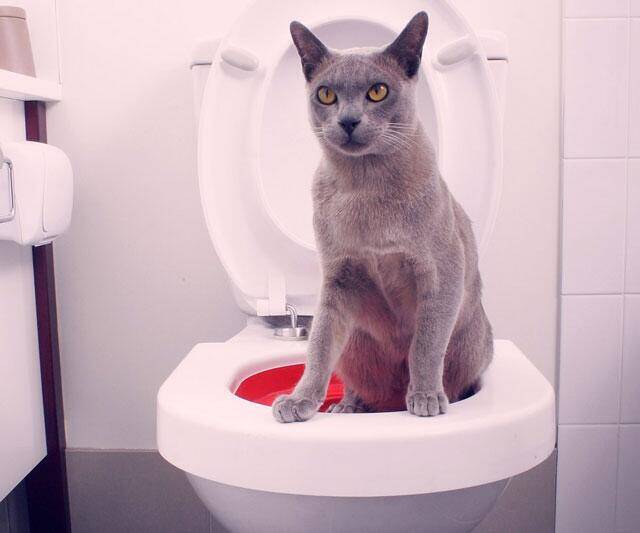 Cat Toilet Trainer - //coolthings.us