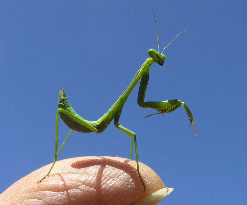 Live Pet Chinese Praying Mantis - coolthings.us