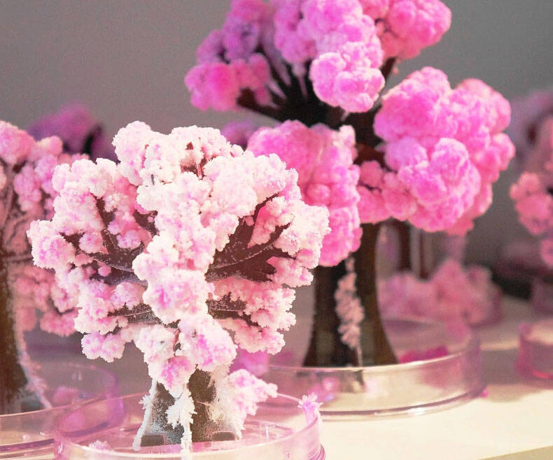 Magic Sakura Cherry Blossom Set