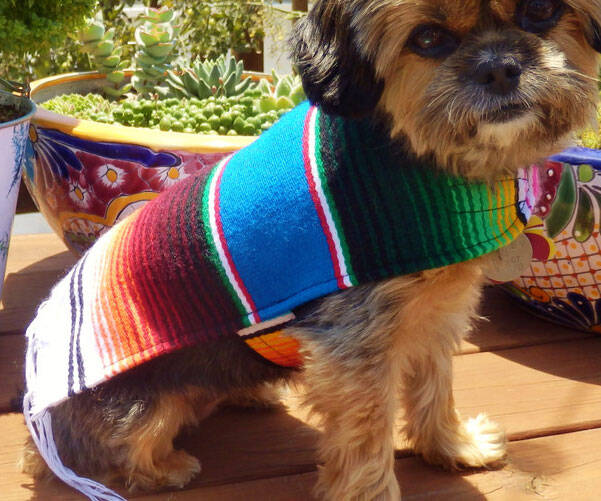 Mexican Dog Ponchos