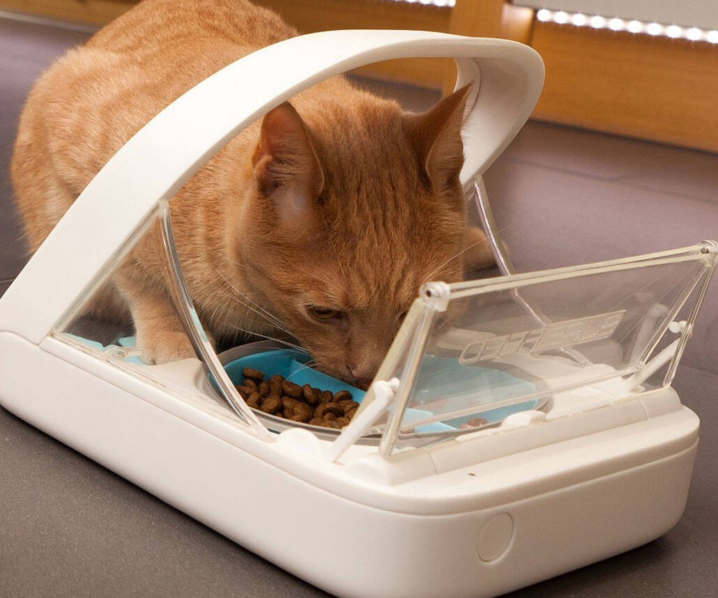 Microchip Pet Feeder - //coolthings.us