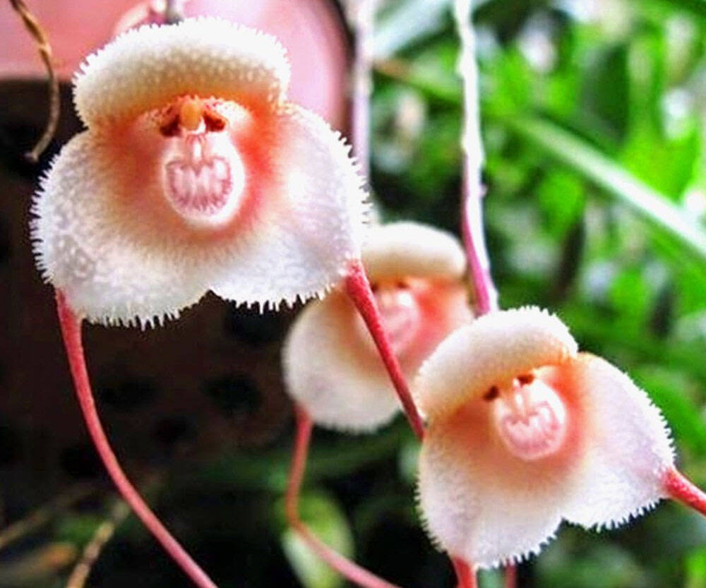 Monkey Face Orchid Seeds - coolthings.us