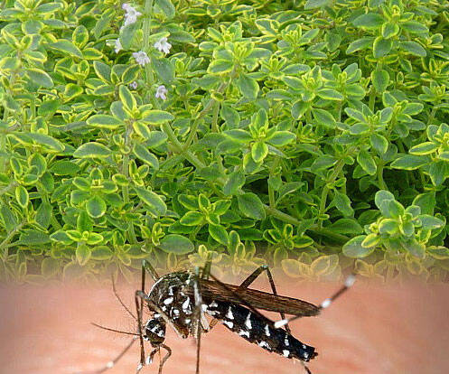 Mosquito Repelling Lemon Thyme Plant - coolthings.us
