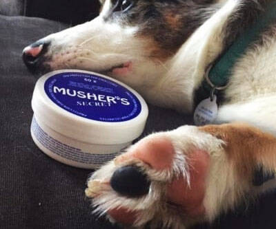 Musher's Pet Paw Protection Wax - coolthings.us