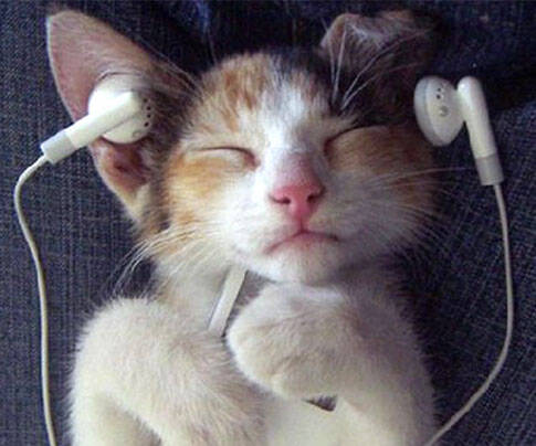 Music For Cats