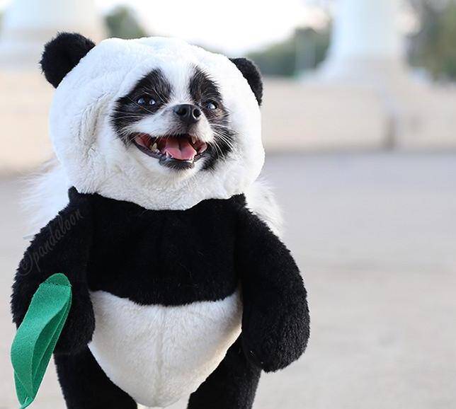 Panda Costume for Dogs