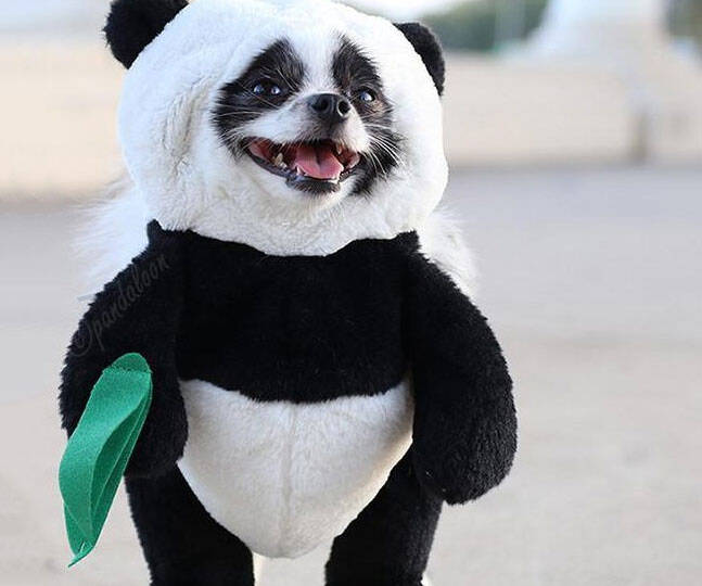 Dog Panda Costume - //coolthings.us