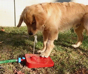 Outdoor Doggy Pedal Water Fountain - coolthings.us