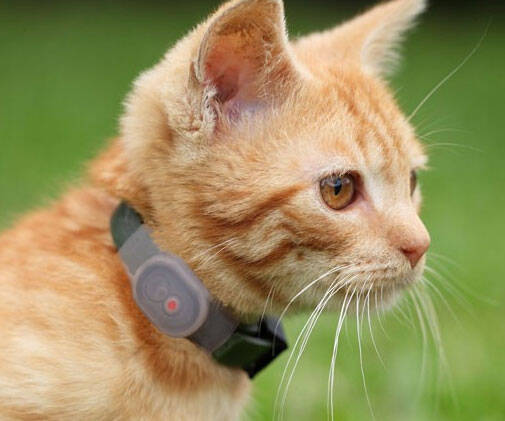 Pet Locator Collar - //coolthings.us