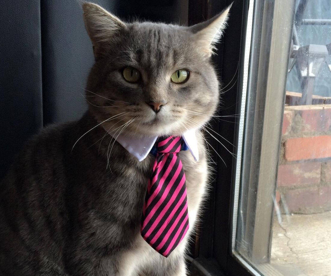 Professional Pet Neck Tie