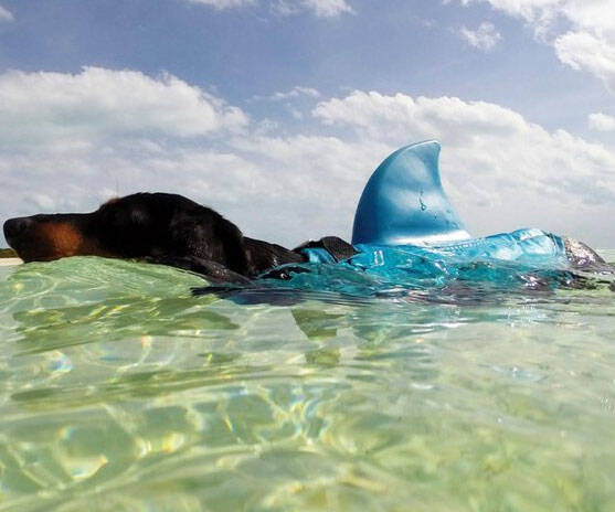 Shark Fin Doggie Swim Vest