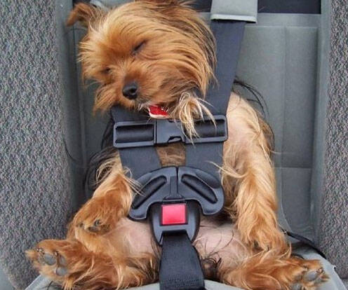 Automobile Dog Safety Harness - coolthings.us
