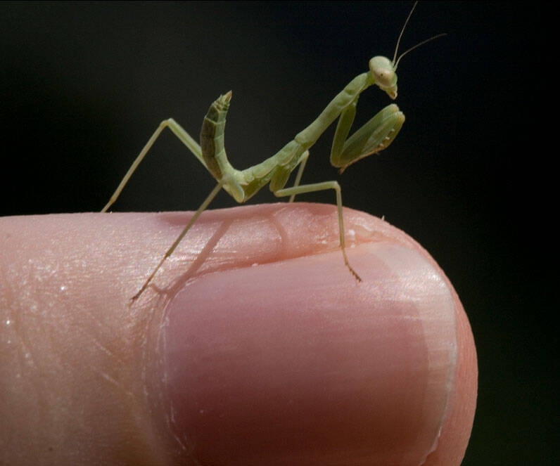 Praying Mantis Eggs - coolthings.us