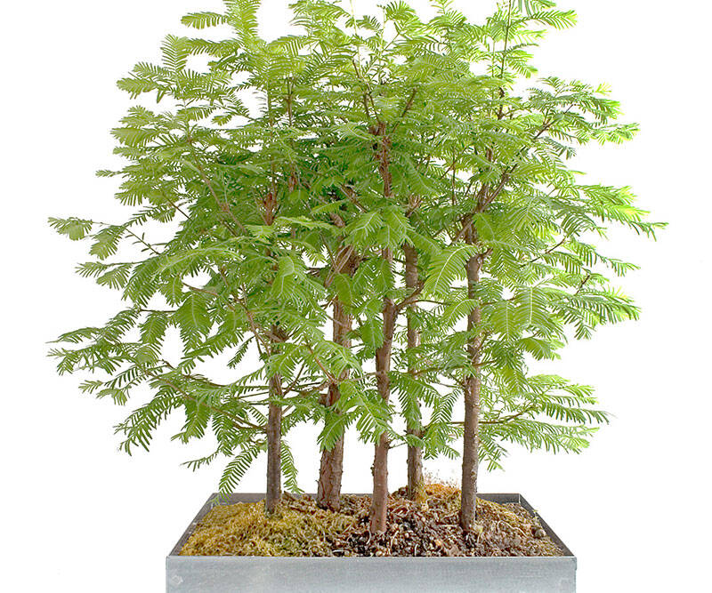 Redwood Bonsai Mini Forest