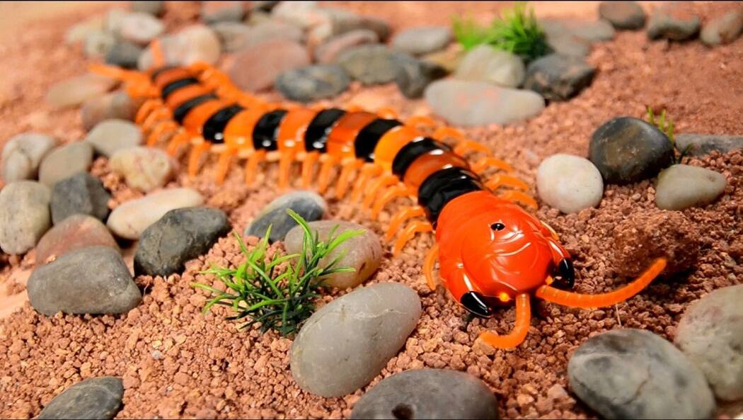 Remote Control Centipede - coolthings.us