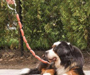 Sausage Link Leash - coolthings.us