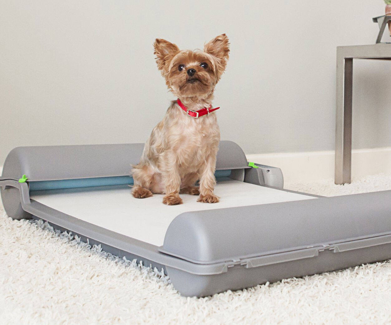 Self-Cleaning Automatic Indoor Dog Potty