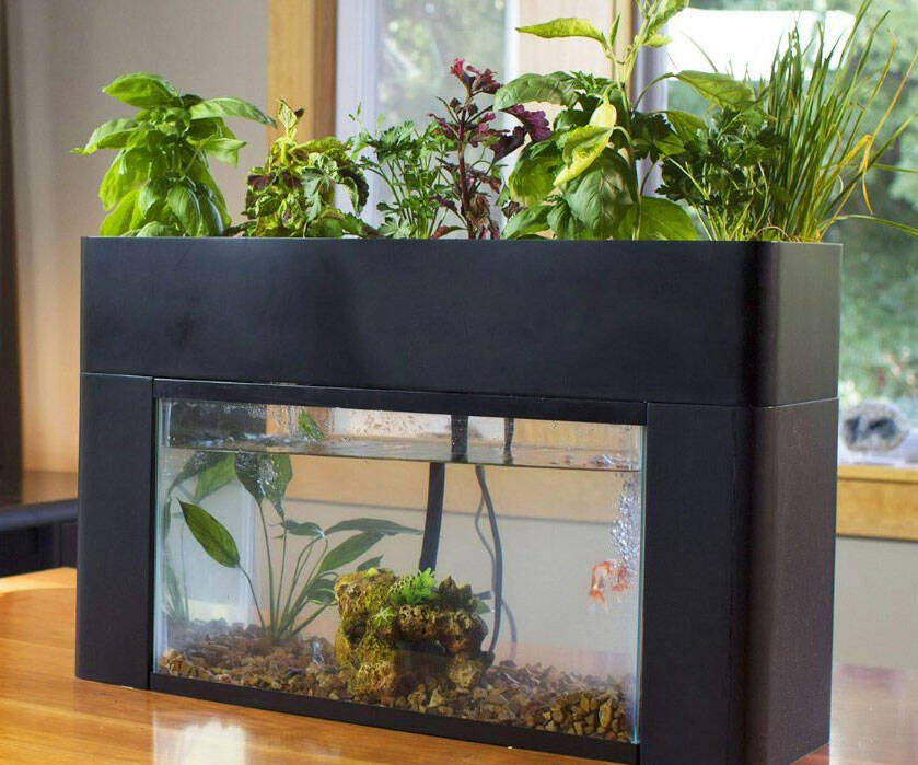 Self Sustaining Aquarium Garden - coolthings.us