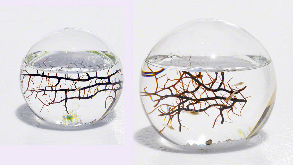Self Sustaining Ecosphere