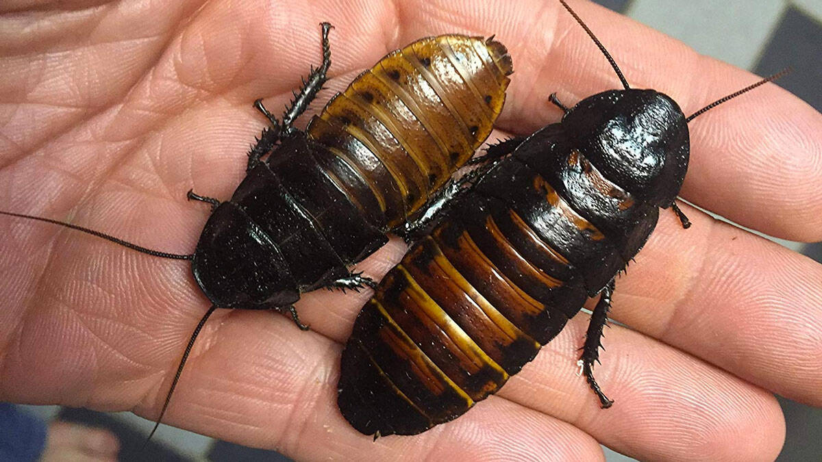Sexed Pair of Madagascar Hissing Cockroaches - coolthings.us