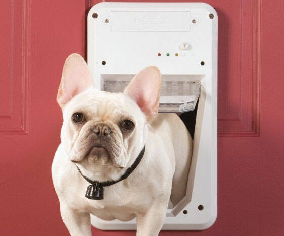 SmartKey Enabled Dog Door - coolthings.us