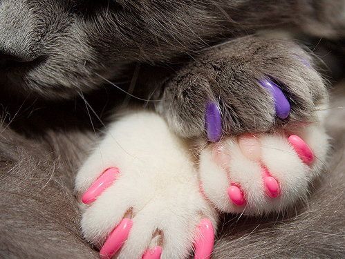Soft Cat Claws - http://coolthings.us
