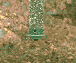 Squirrel Proof Bird Feeder - //coolthings.us