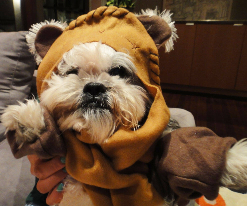 Star Wars Ewok Dog Costume - //coolthings.us