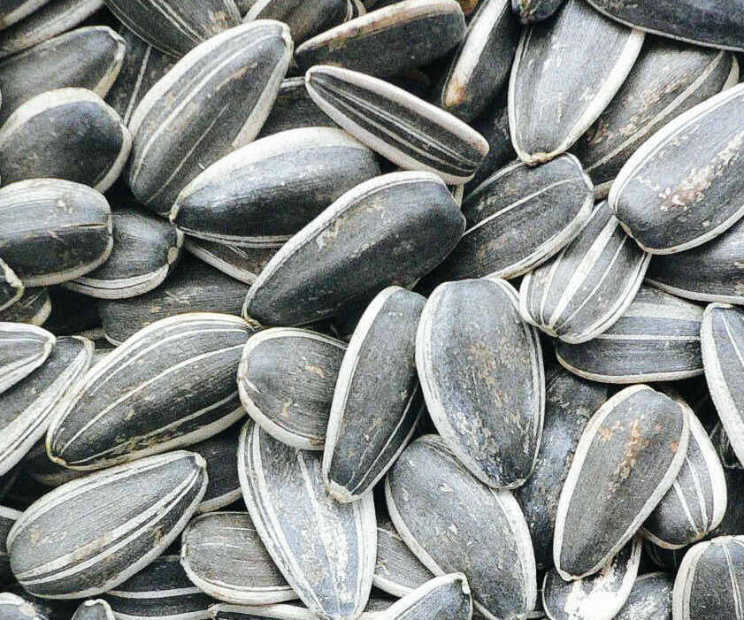 Caffeinated Sunflower Seeds - coolthings.us