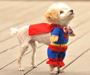 Superman Dog Costume