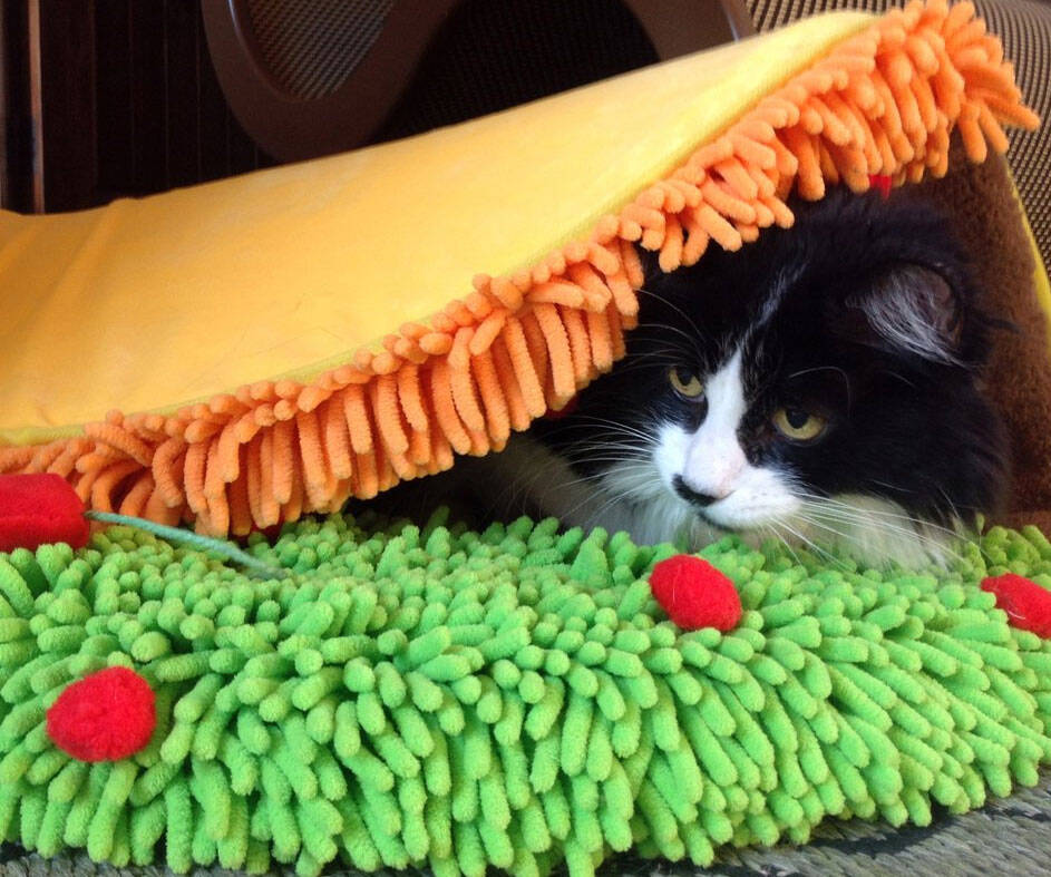 Taco Cat Bed