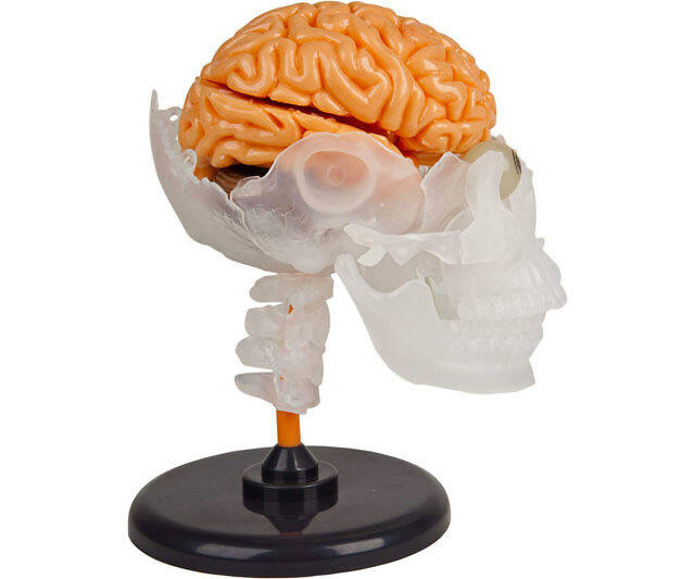 The Amazing Squishy Brain - coolthings.us
