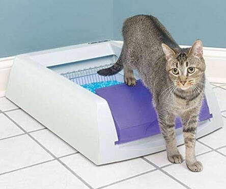 The Self-Cleaning Litter Box