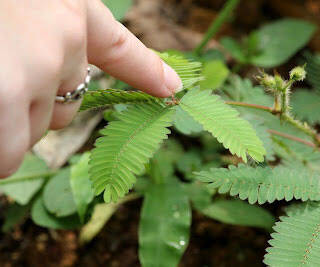 Touch Sensitive Plants - coolthings.us