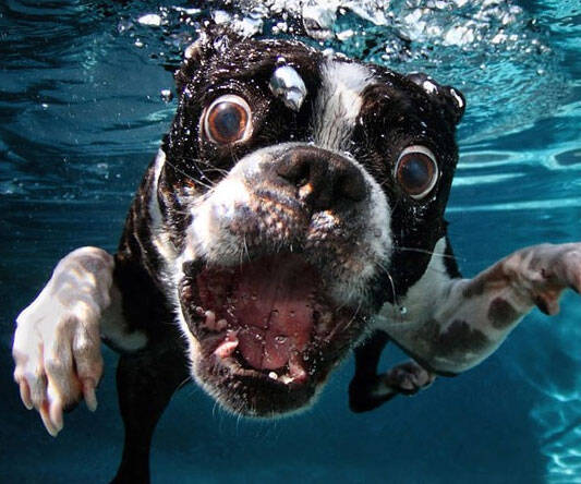 Underwater Dogs Photography Book - //coolthings.us